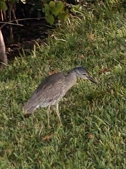 Nyctanassa violacea