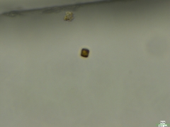 Coscinodiscophycidae