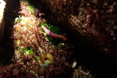 Cerebratulus albifrons