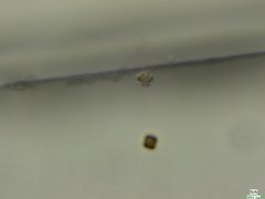 Coscinodiscophycidae