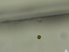 Coscinodiscophycidae