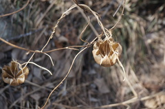 Aristolochia contorta