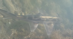 Callorhinchus callorynchus