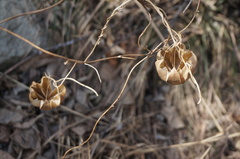 Aristolochia contorta
