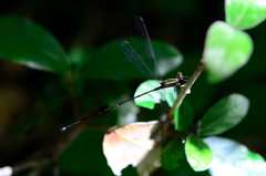 Ecchlorolestes nylephtha