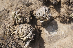 Selaginella pulvinata
