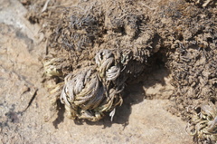 Selaginella pulvinata