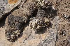 Selaginella pulvinata