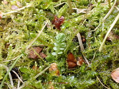 Selaginella apoda
