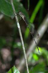 Ecchlorolestes nylephtha