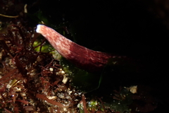 Cerebratulus albifrons