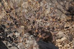 Rhododendron micranthum