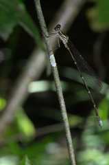 Ecchlorolestes nylephtha