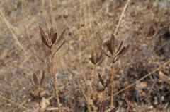 Rhododendron micranthum