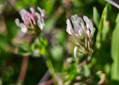 Trifolium clypeatum