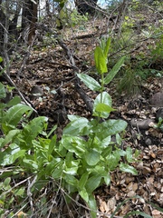Acourtia microcephala