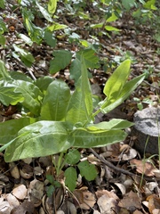 Acourtia microcephala