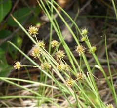 Rhynchospora holoschoenoides