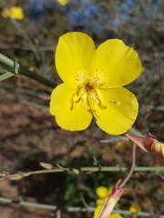 Eulobus crassifolius