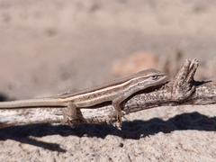 Liolaemus gracilis