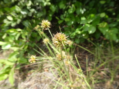 Rhynchospora holoschoenoides