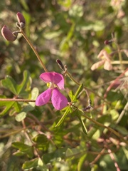 Phaseolus filiformis