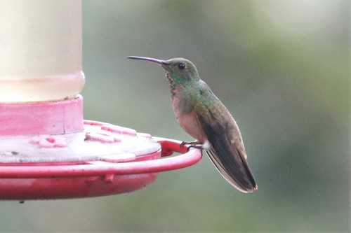 Chestnut-bellied Hummingbird (Saucerottia castaneiventris), photo 5