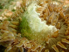 Spatangoida