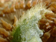 Spatangoida