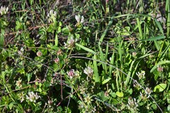 Trifolium clypeatum