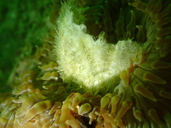 Spatangoida