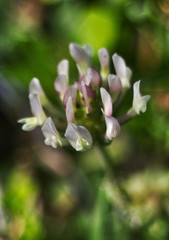 Trifolium clypeatum