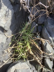 Spergularia canadensis