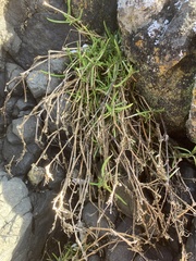 Spergularia canadensis