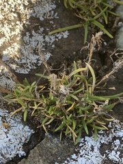 Spergularia canadensis