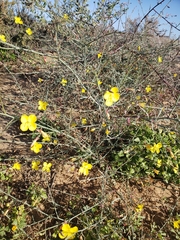 Eulobus crassifolius