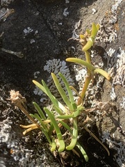 Spergularia canadensis