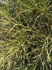 Genista acanthoclada