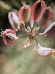 Lomatium repostum
