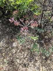 Lomatium repostum