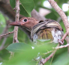 Sphecotheres vieilloti