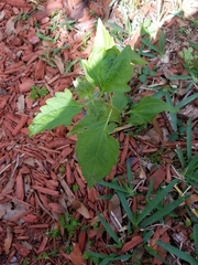 Praxelinae