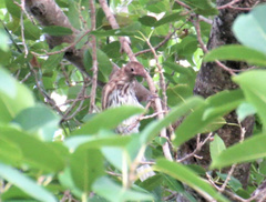 Sphecotheres vieilloti