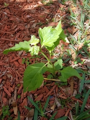 Praxelinae