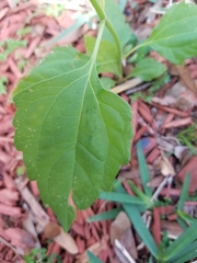 Praxelinae