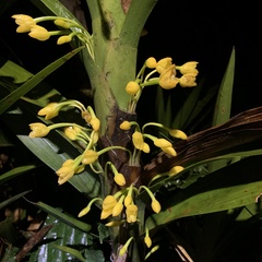 Maxillaria aurea