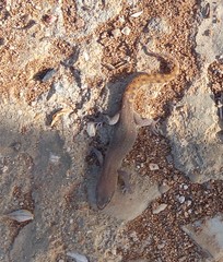 Saurodactylus brosseti