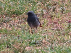 Phoenicurus ochruros