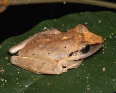 Pristimantis conspicillatus