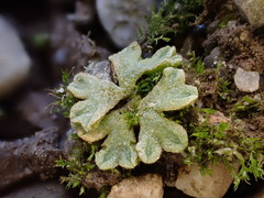 Riccia bifurca